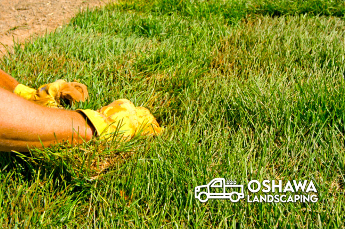 Lawn Rolling Oshawa Floral Oshawa Landscaping